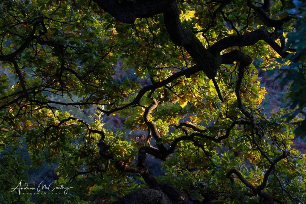 oak-canopy