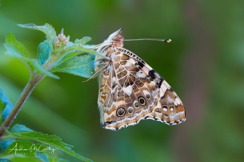 painted-lady