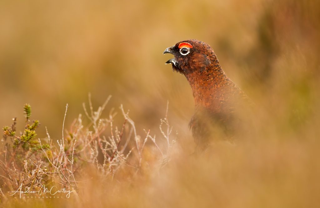 red-grouse-3-Edit