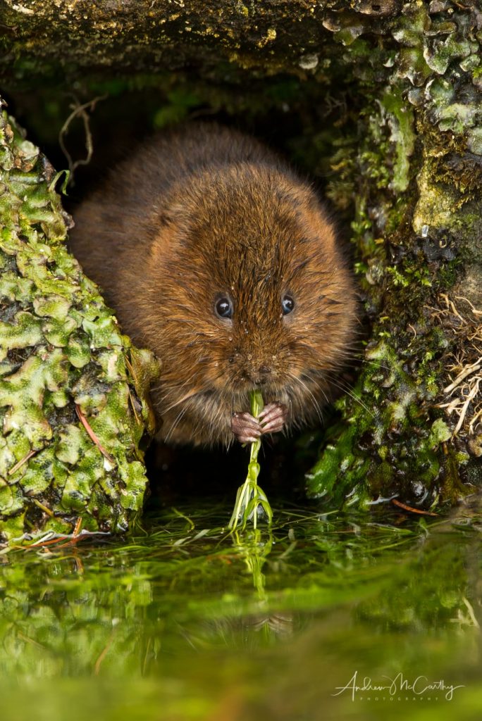 water-vole-8-Edit-TopazSharpenAI