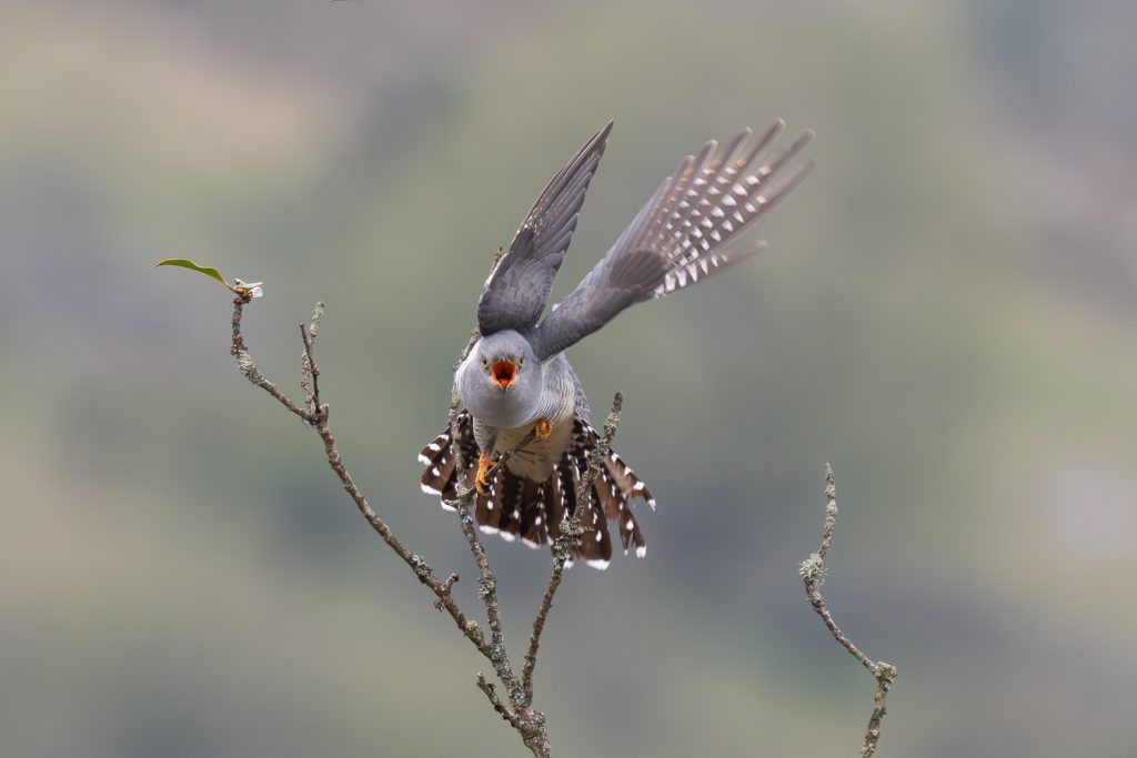 cuckoo-chasing-meadowpipit-dartmoor-south-west-England