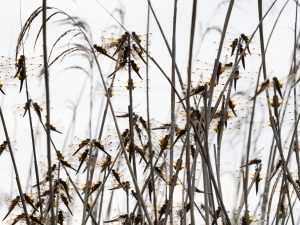 1-day small-group insect workshop 18 May 2026 Somerset levels