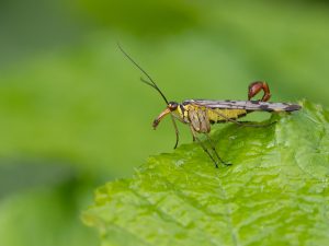 1-day small-group insect workshop 25 July 2025 Devon