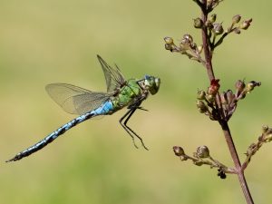 1-day small-group insect workshop 21 July 2025 Devon