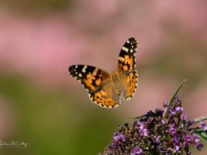 1-day small-group insect workshop 13 June 2025 Devon