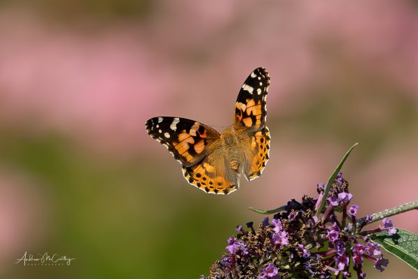 1-day small-group insect workshop 13 June 2025 Devon