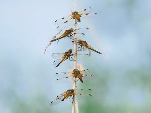 1-day small-group insect workshop 19 May 2026 Somerset levels