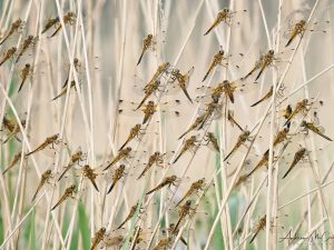 1-day small-group insect workshop 18 May 2026 Somerset levels